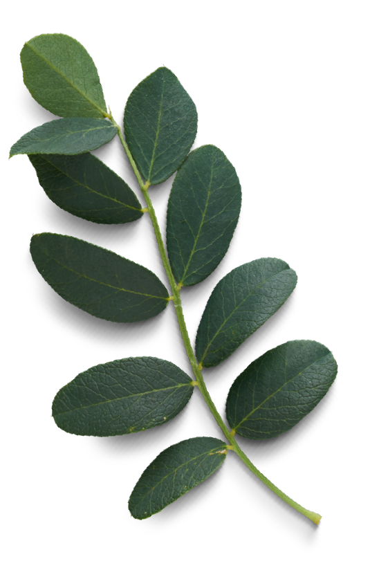 Leaf