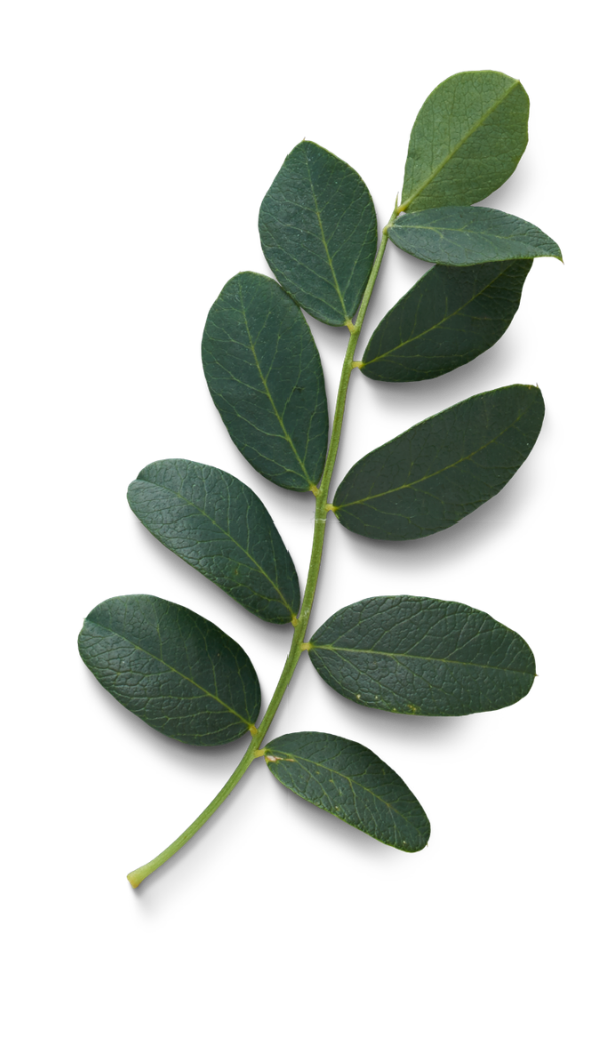 Leaf
